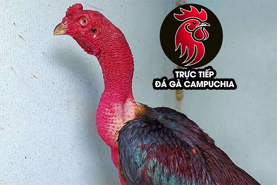 Huyền Thoại Bất Tử: Giải Mã Sức Mạnh Gà Chọi Cổ Kền Kền 7 Kỹ thuật nuôi gà chọi cổ kền kền hiệu quả