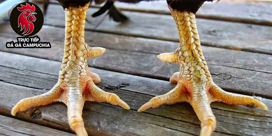 Giải mã bí ẩn vảy gà quý: Chiến kê hiếm có, đòn đá vang dội 8 một số Bí kíp chọn gà vảy quý - Chìa khóa thành công