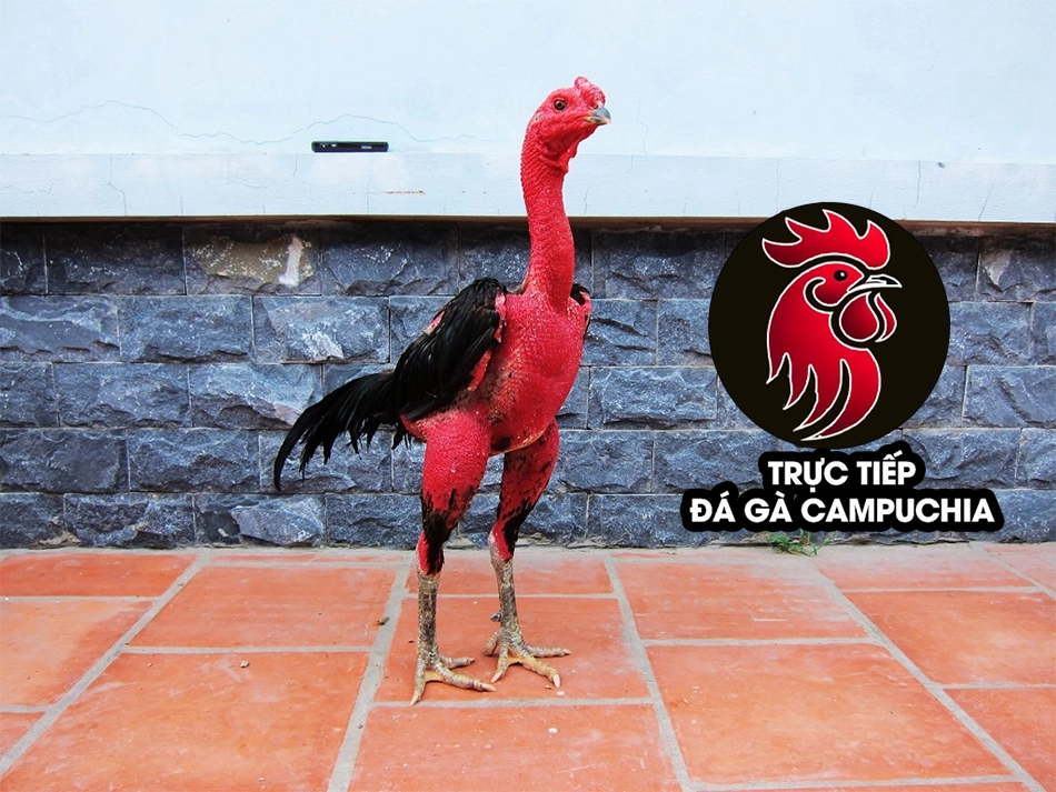 Huyền Thoại Bất Tử: Giải Mã Sức Mạnh Gà Chọi Cổ Kền Kền 8 Các bệnh thường gặp ở gà chọi cổ kền kền và cách phòng ngừa