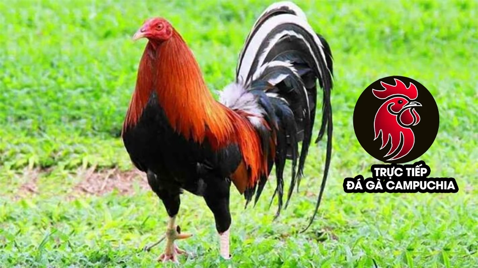 hướng dẫn Cách chọn gà chọi Mỹ chất lượng