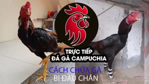 hướng dẫn Cách chữa gà bị đau chân tại nhà