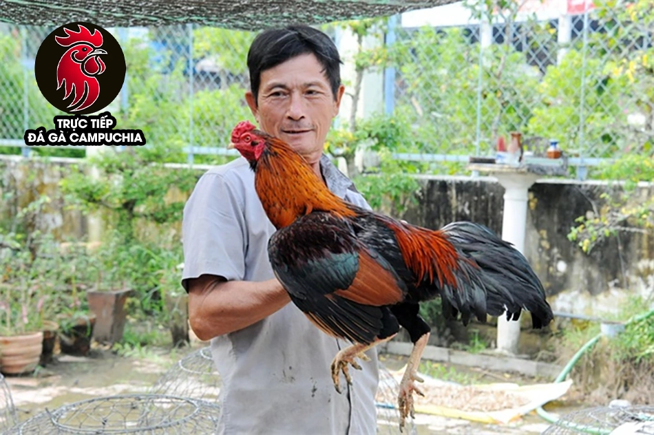 Cách chữa gà đá nhát người hiệu quả