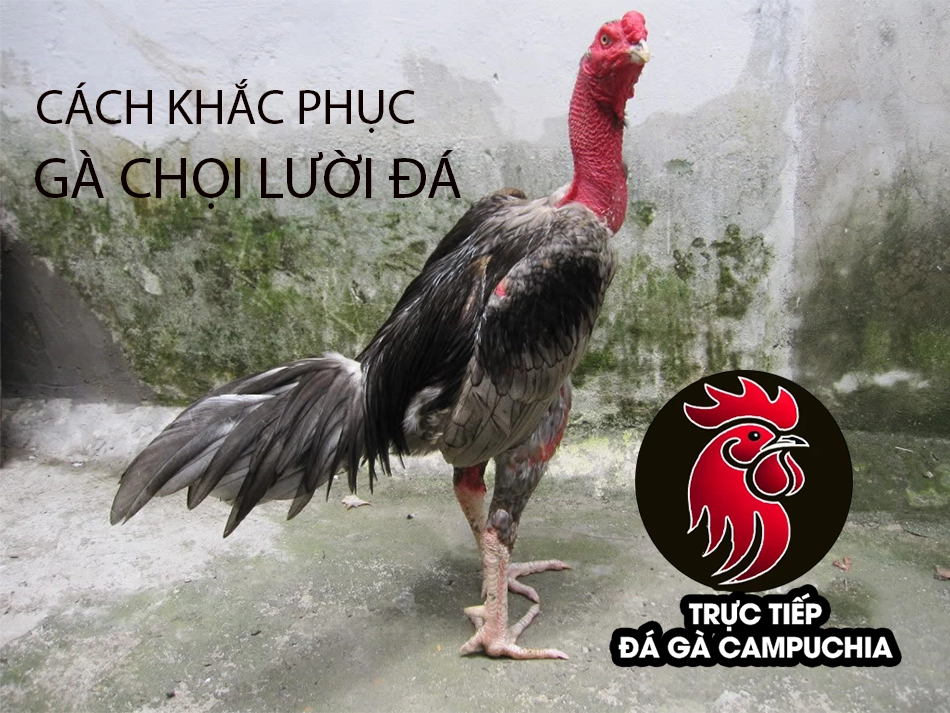 Cách khắc phục hiệu quả tình trạng gà chọi lười đá