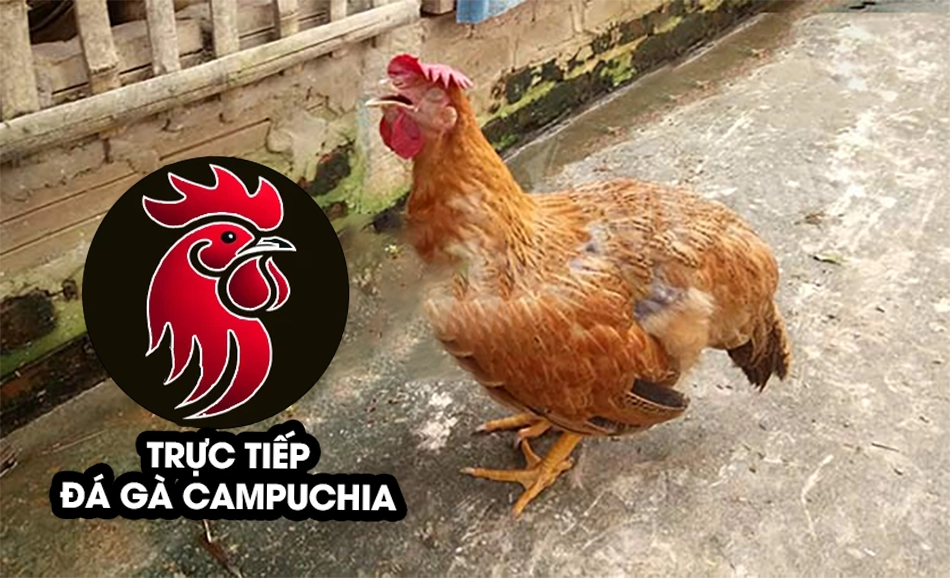 Cách xử lý khi gà bị hốc