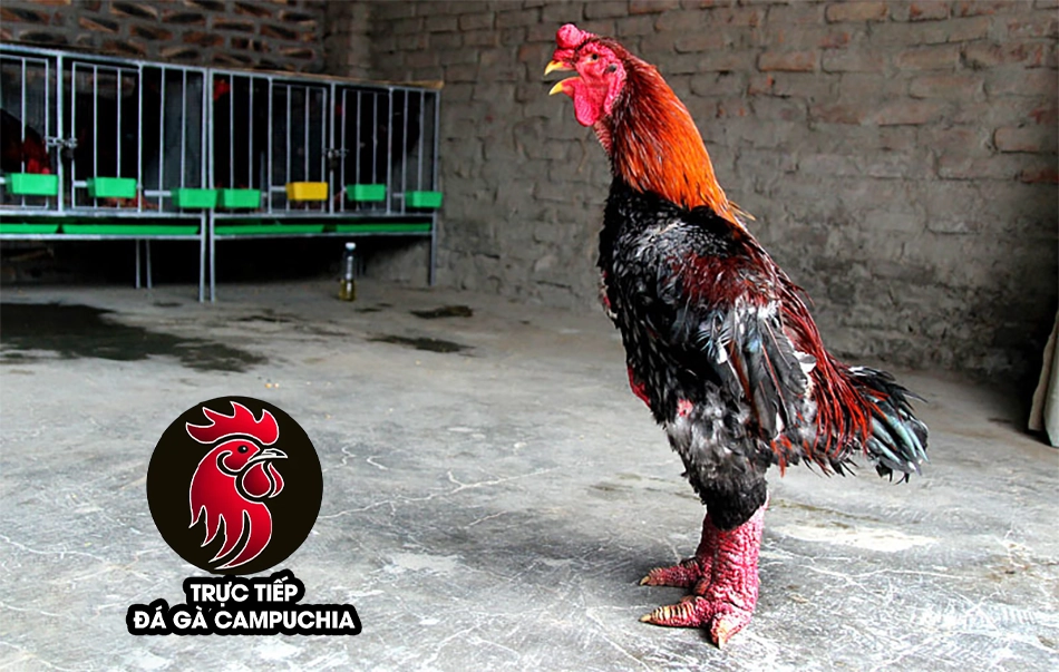 Chuẩn bị chuồng trại cho gà chân voi