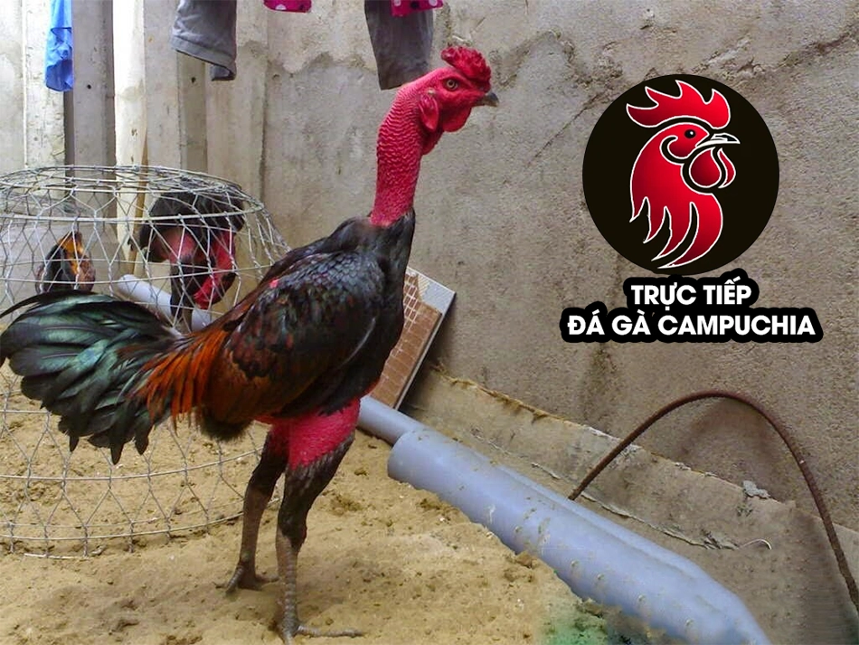 Huyền Thoại Bất Tử: Giải Mã Sức Mạnh Gà Chọi Cổ Kền Kền 6 những Đặc điểm nổi bật của gà chọi cổ kền kền