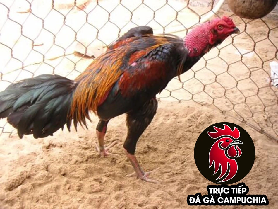 một số Dấu hiệu nhận biết gà bị đau chân