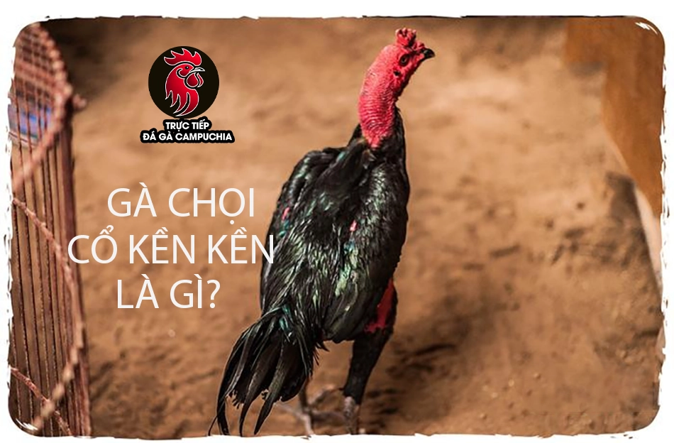 Huyền Thoại Bất Tử: Giải Mã Sức Mạnh Gà Chọi Cổ Kền Kền 5 Gà chọi cổ kền kền là gì?