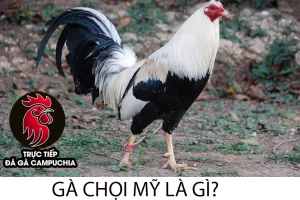 gioi thiệu Gà chọi Mỹ là gì?