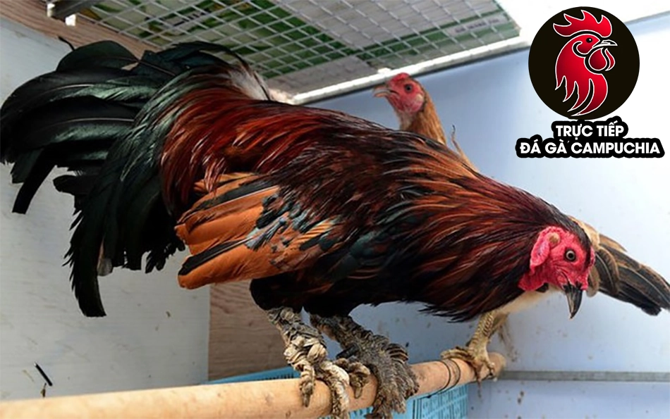 Giải mã bí ẩn vảy gà quý: Chiến kê hiếm có, đòn đá vang dội 9 cách Giải mã những điều kiêng kỵ khi sở hữu gà vảy quý