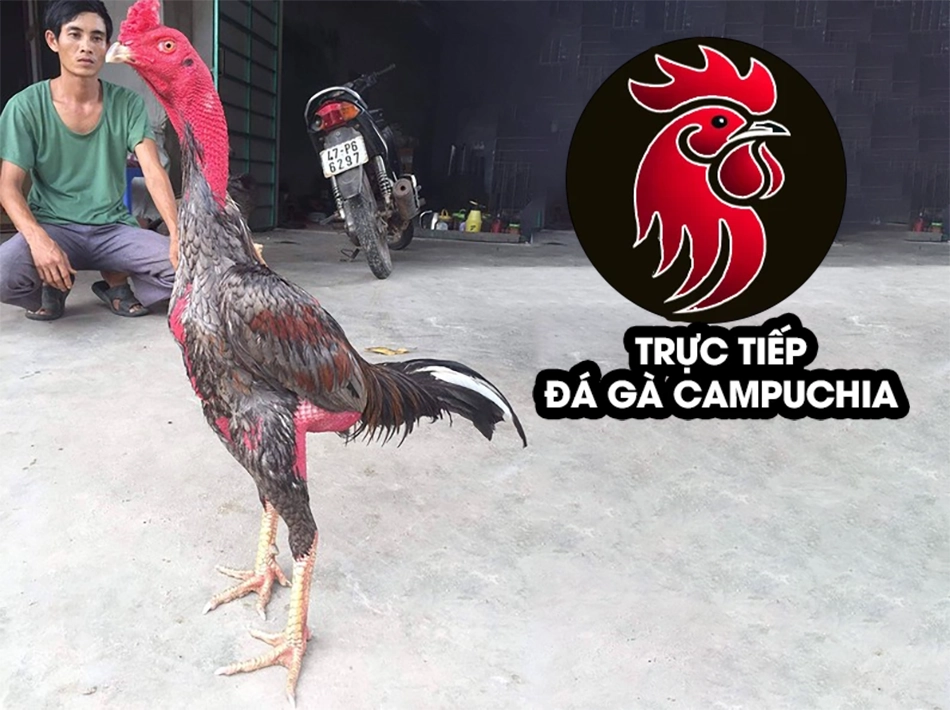 Giải mã nguyên nhân khiến gà đá trở nên nhát người