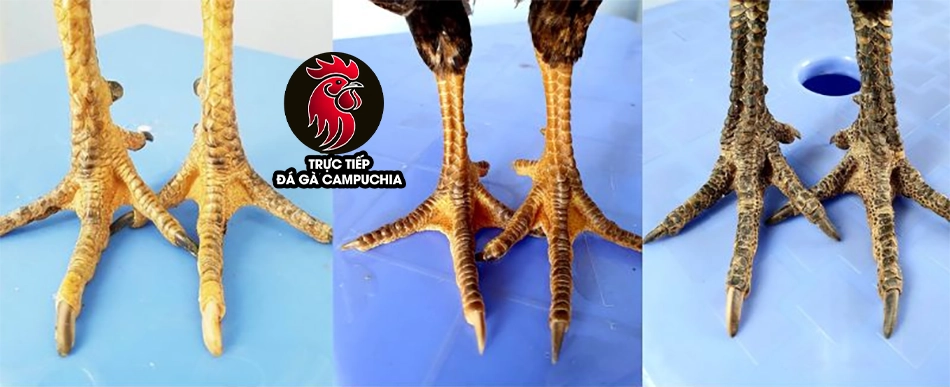 Giải mã bí ẩn vảy gà quý: Chiến kê hiếm có, đòn đá vang dội 7 Giải mã ý nghĩa từng loại vảy gà quý