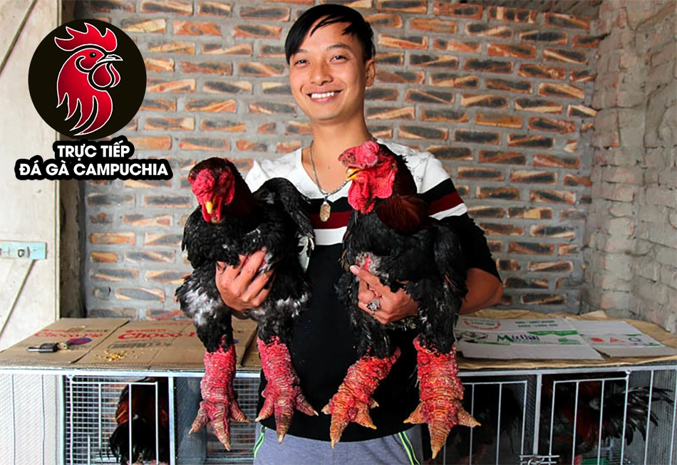 Hiệu quả kinh tế của gà chân voi