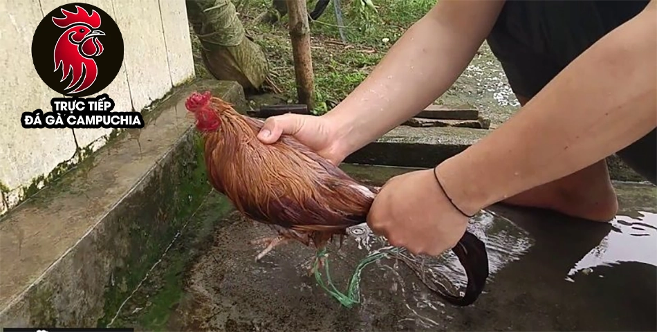 Phơi nắng kết hợp với tắm cho gà chọi