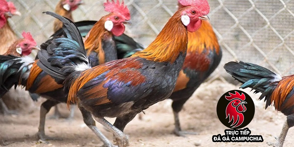 cách Phòng ngừa bệnh khô chân ở gà