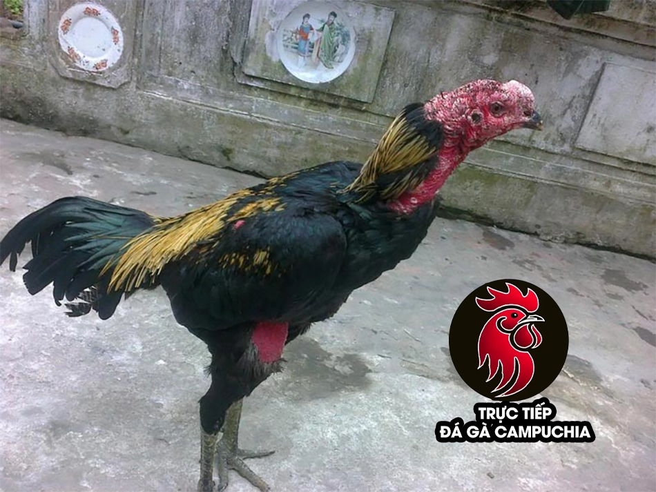 cách Phòng ngừa gà bị đau chân