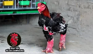 cách Phòng và trị bệnh cho gà chân voi