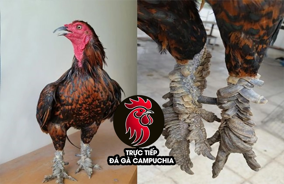 Giải mã bí ẩn vảy gà quý: Chiến kê hiếm có, đòn đá vang dội 10 Vảy gà quý - Biểu tượng cho sự may mắn