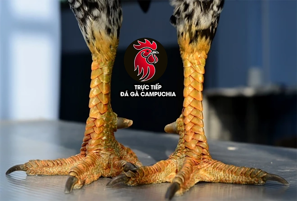 Giải mã bí ẩn vảy gà quý: Chiến kê hiếm có, đòn đá vang dội 6 Vén màn bí ẩn về vảy gà quý