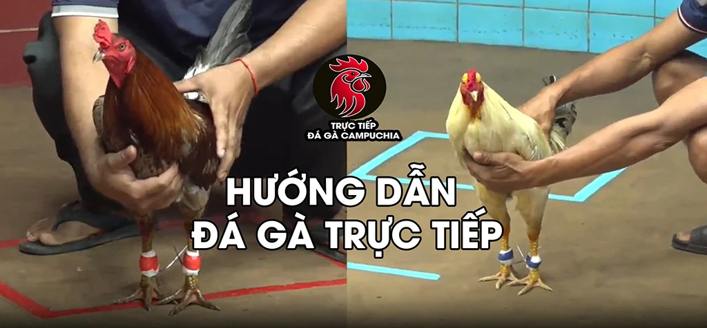 Giới Thiệu - Khái Quát Về Đá Gà Campuchia 3 hướng dẫn chơi đá gà campuchia