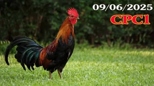 Full Clip Đá Gà Trực Tiếp C1 Ngày 09/06/2025