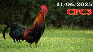 Full Video Clip Đá Gà Thomo C3 Ngày 11/06/2025