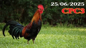 Clip Trực Tiếp Đá Gà Hôm Nay C3 Ngày 25/06/2025