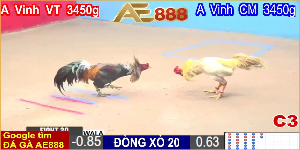 ĐÁ GÀ TRỰC TIẾP THOMO CAMPUCHIA HÔM NAY Full HD