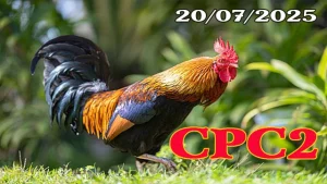 Full Video Đá Gà C3 Thomo Hôm Nay Ngày 20/07/2025 Tại Campuchia