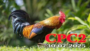 Phát Lại Clip Gà Đá C2 Thomo Mới Nhất Ngày 30/07/2025