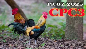 Phát Lại Đá Gà Campuchia C3 Hôm Nay 19/07/2025