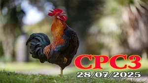 Phát Lại Toàn Bộ Trận Đá Gà C3 Thomo Hôm Nay 28/07/2025