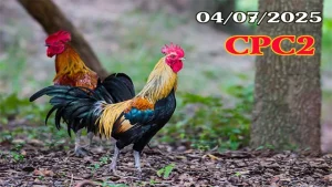 Full Clip Đá Gà Campuchia C2 Ngày 04/07/2025