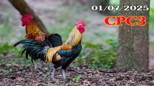 Video Đá Gà Campuchia C3 Hôm Nay Mới Nhất | Ngày 01/07/2025