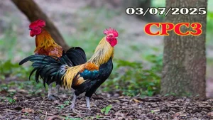 Full Clip Đá Gà Campuchia C3 Ngày 03/07/2025