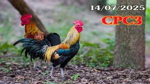 Xem Lại Đá Gà Trực Tiếp Hôm Nay C3 Ngày 14/07/2025
