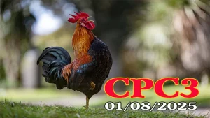 Xem Lại Đá Gà Thomo Hôm Nay C3 Ngày 01/08/2025
