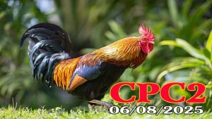 Xem Lại Trực Tiếp Đá Gà Thomo Hôm Nay C2 Ngày 06/08/2025