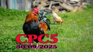 Xem lại đá gà C5 full clip ngày 30/09/2025