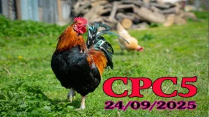 Clip đá gà C5 hôm nay ngày 24/09/2025