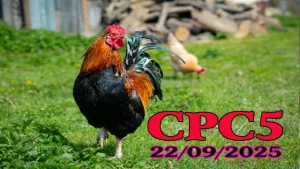 Clip đá gà C5 hôm nay tại Campuchia ngày 22/09/2025