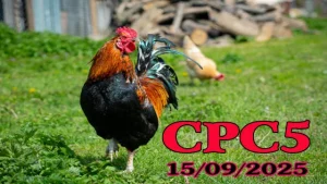 Xem lại trận gà C5 Campuchia hôm nay 15/09/2025