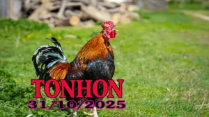 Phát lại đá gà Tonhon Campuchia full HD ngày 31/10/2025