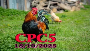 Phát lại đá gà C5 Campuchia full HD ngày 18/10/2025