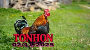 Phát lại đá gà Tonhon Campuchia full HD ngày 02/11/2025