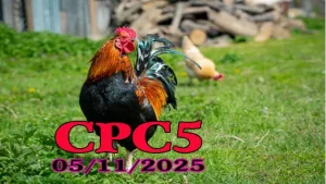 Video phát lại đá gà CPC5 hôm nay 05/11/2025 chi tiết