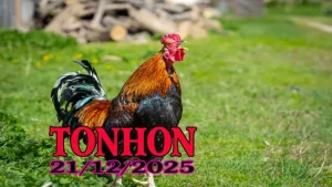 Video Phát Lại Đá Gà Tonhon Hôm Nay 2112