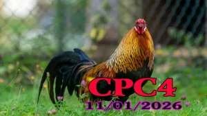 Video Đá Gà Trực Tiếp CPC4 Ngày 11012026 HD