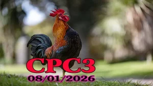 Video Gà Đá CPC3 Hôm Nay 08012025 Trực Tiếp Tại Trường Gà