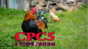 Video đá gà Thomo CPC5 hôm nay 17012026 xem trực tiếp